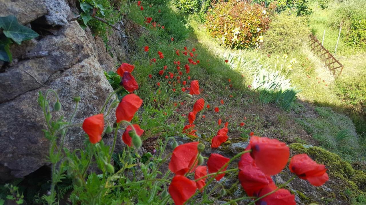 Le Chalet Du Parc Bed and Breakfast Annonay Buitenkant foto